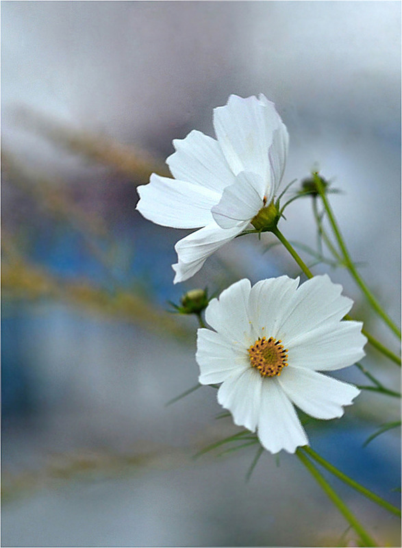Фотографія Білі космеї на тлі озера... / Тіна Качалова / photographers.ua