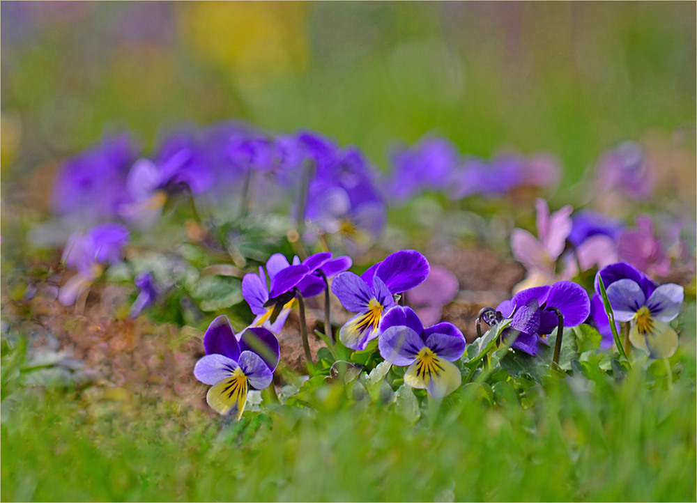 Фотографія До мене навідалася весна... / Тіна Качалова / photographers.ua