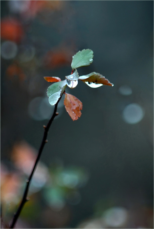 Фотографія Каліграфія жовтня / Тіна Качалова / photographers.ua