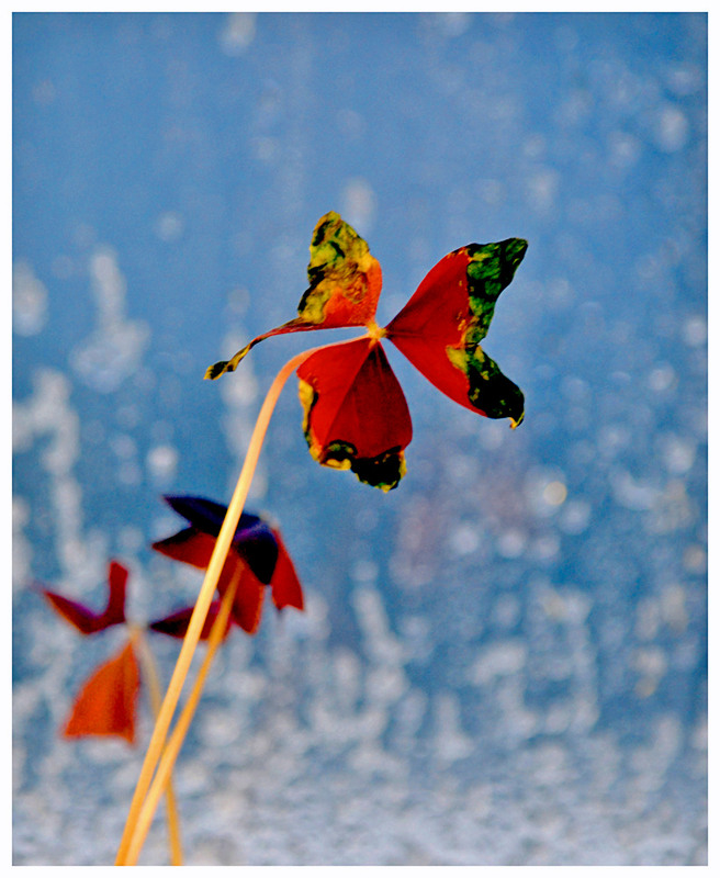 Фотографія ...коли за вікном зима, а "метелики" пурхають... / Тіна Качалова / photographers.ua
