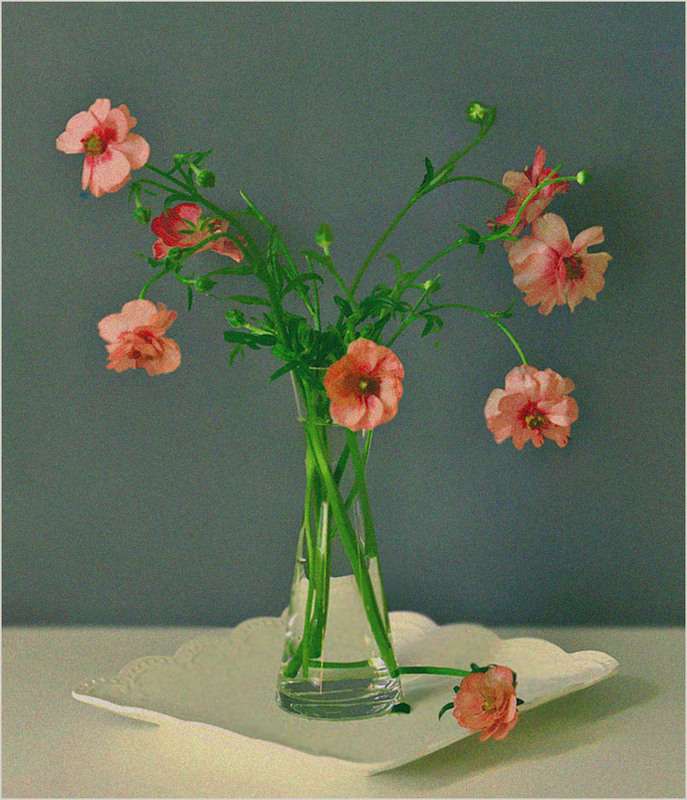 Фотографія Етюд з анемонами / Тіна Качалова / photographers.ua