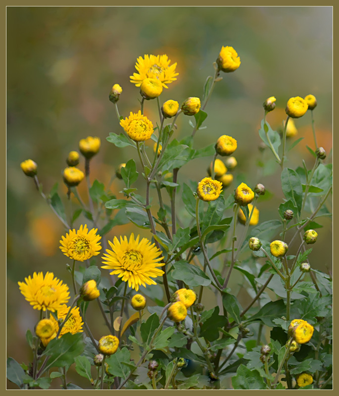 Фотографія У моєму дворку, як у вінку... / Тіна Качалова / photographers.ua