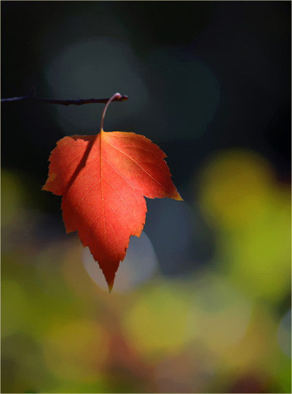 Фотографія Дзвіночок від Осені / Тіна Качалова / photographers.ua