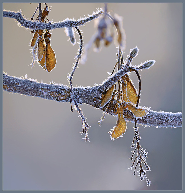 Фотографія Колючі обійми зими / Тіна Качалова / photographers.ua