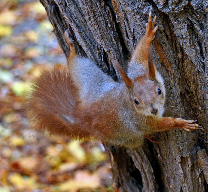 Фотографія А горішок?.. / Тіна Качалова / photographers.ua