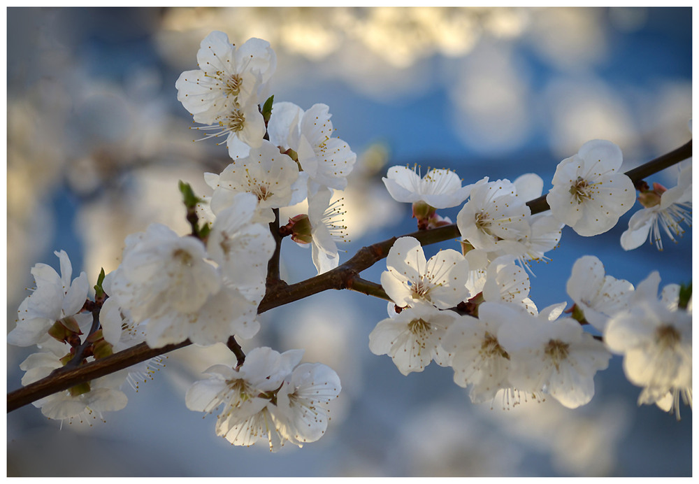 Фотографія Яблуневоцвітно... / Тіна Качалова / photographers.ua