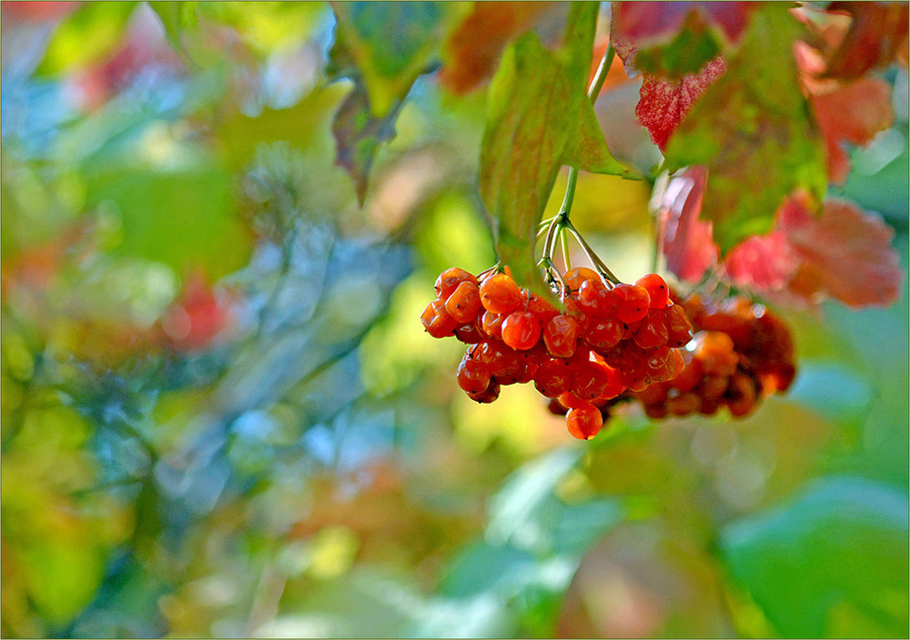 Фотографія ...і знову я від осені хмелію / Тіна Качалова / photographers.ua