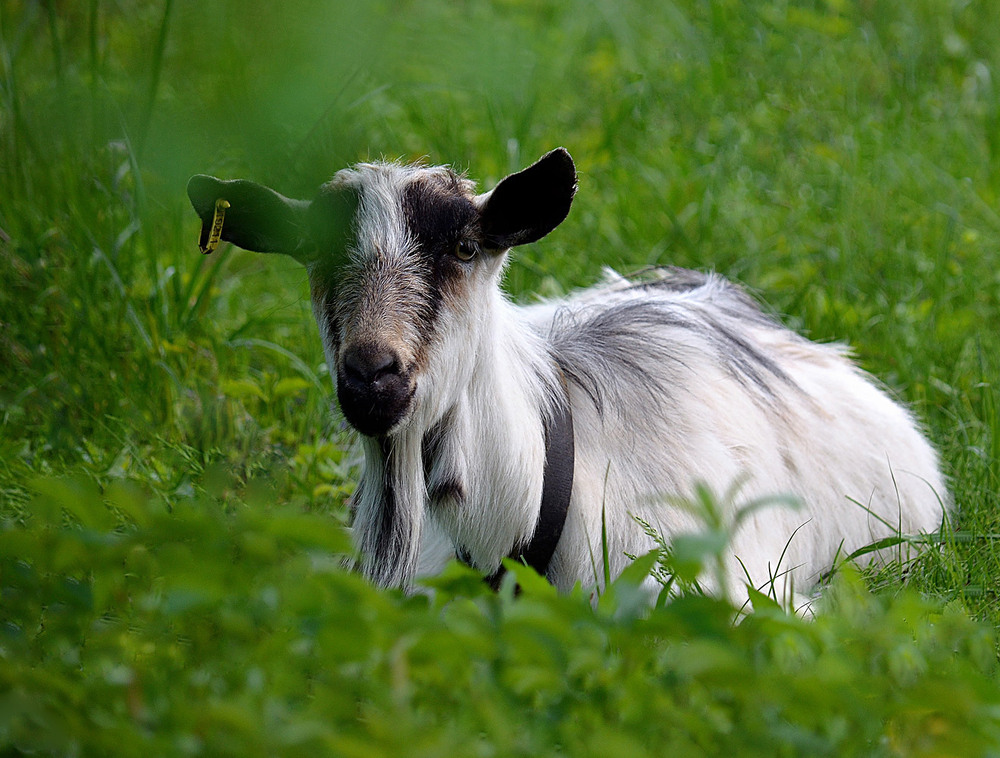Фотографія Як і тисячу років тому...хіба що кліпса...:) / Тіна Качалова / photographers.ua