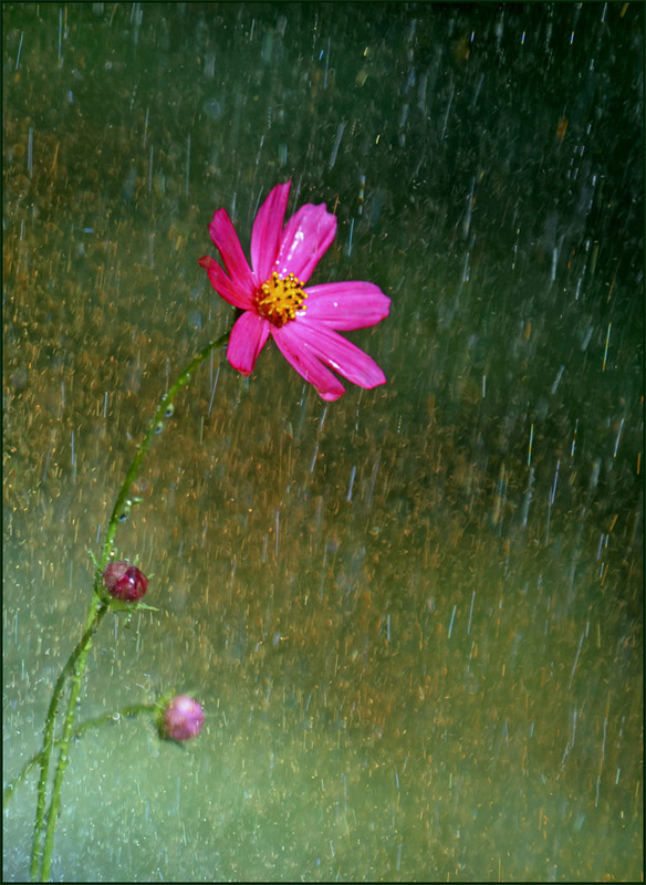 Фотографія Сліпий дощ / Тіна Качалова / photographers.ua