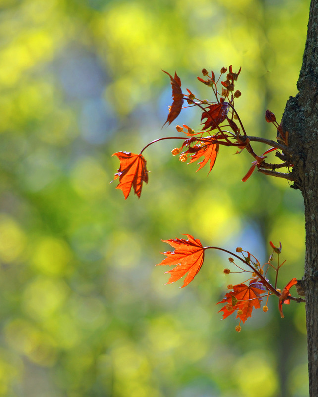Фотографія Осінній мотив / Тіна Качалова / photographers.ua