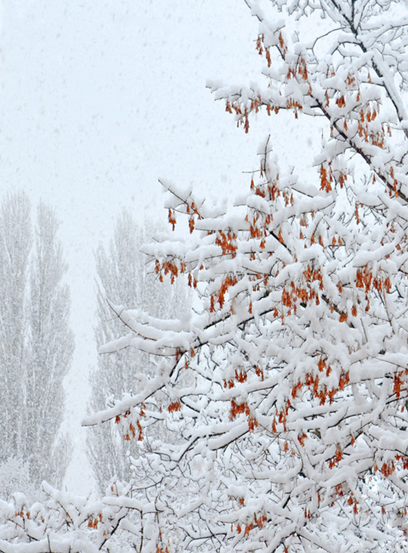 Фотографія Білий вальс / Тіна Качалова / photographers.ua