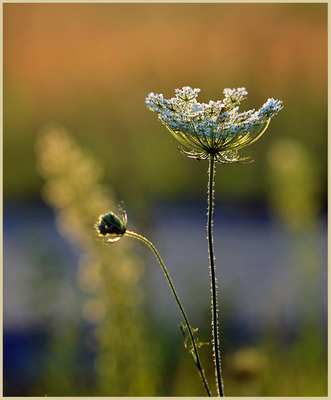 Фотографія Свічник осені / Тіна Качалова / photographers.ua