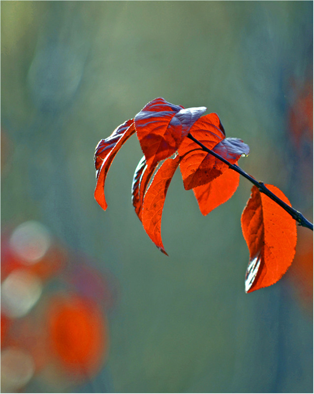Фотографія Дзвіночки від Осені / Тіна Качалова / photographers.ua