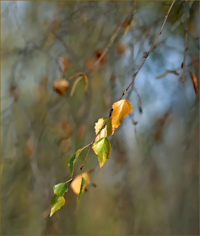 Фотографія ...матеріал, я якого складається світ...("Звіяні вітром") / Тіна Качалова / photographers.ua