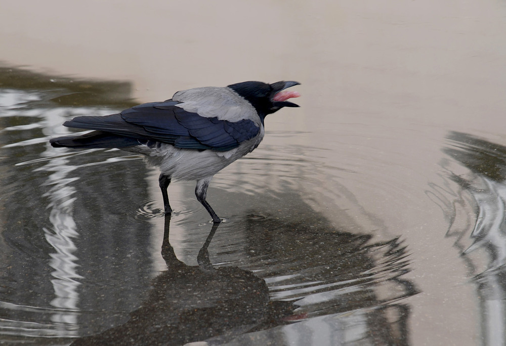 Фотографія Сварлива ворона / Тіна Качалова / photographers.ua