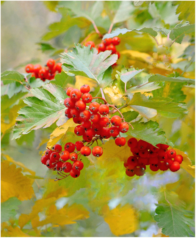 Фотографія Мій Вересень / Тіна Качалова / photographers.ua