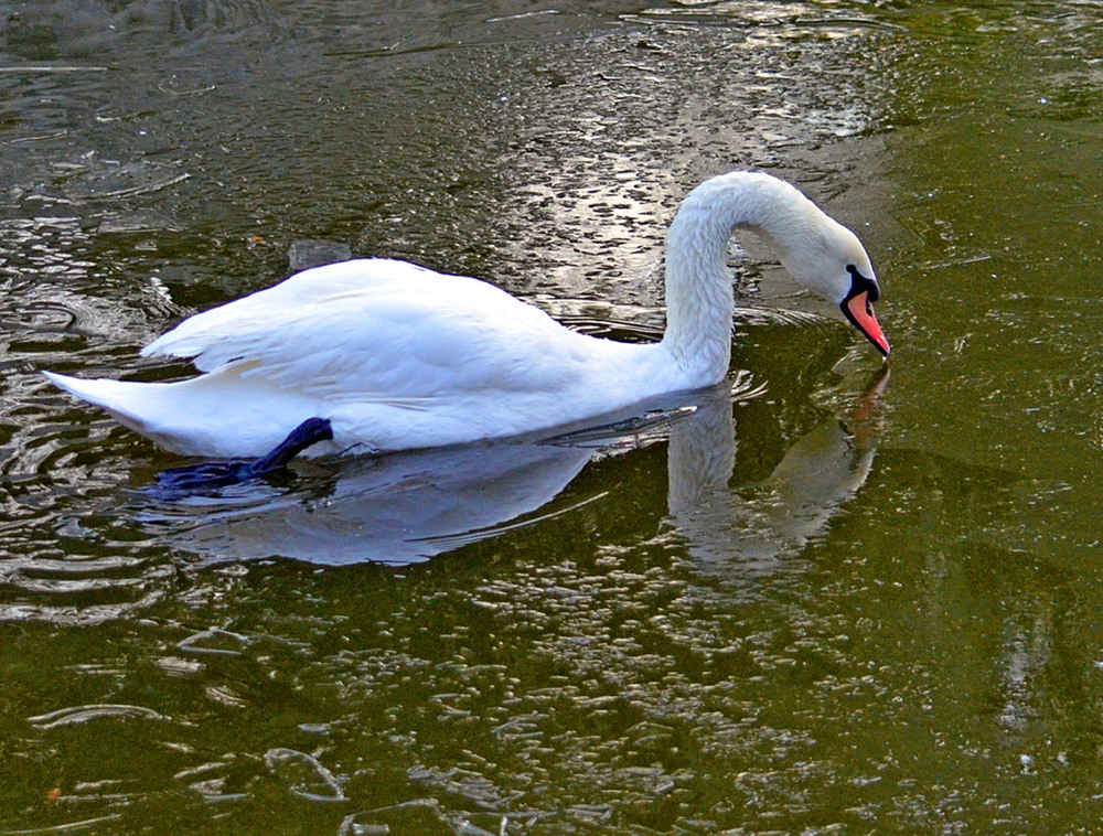 Фотографія Звечора заснули восени, а вранці прокинулися зимою. Але птахів врятували. / Тіна Качалова / photographers.ua