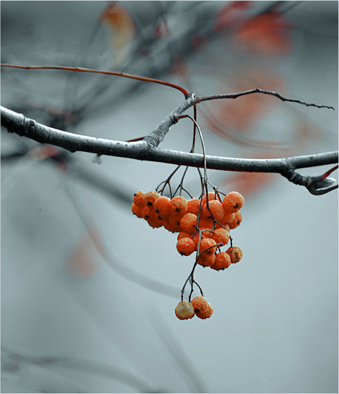 Фотографія Каліграфія жовтня / Тіна Качалова / photographers.ua