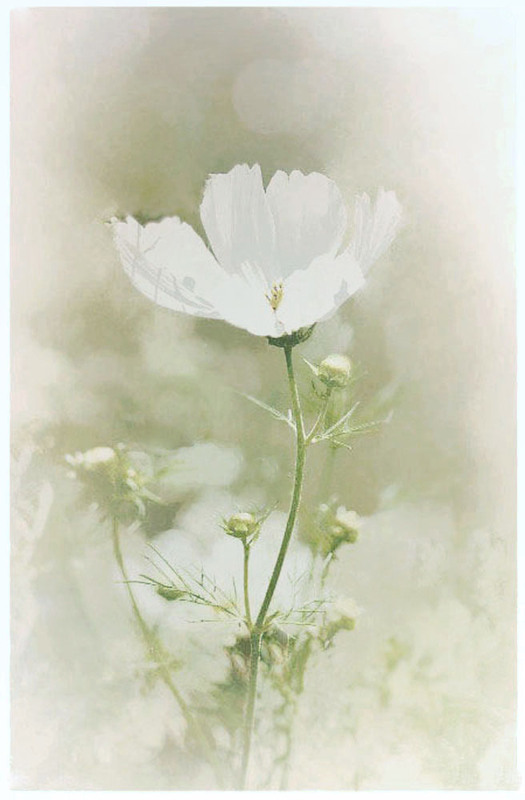 Фотографія Ноктюрн / Тіна Качалова / photographers.ua