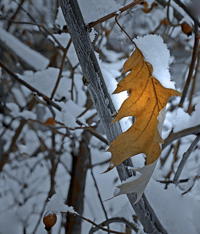 Фотографія Найстійкіший / Тіна Качалова / photographers.ua