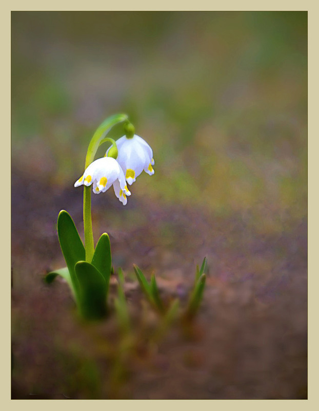 Фотографія Проклюнувся... / Тіна Качалова / photographers.ua
