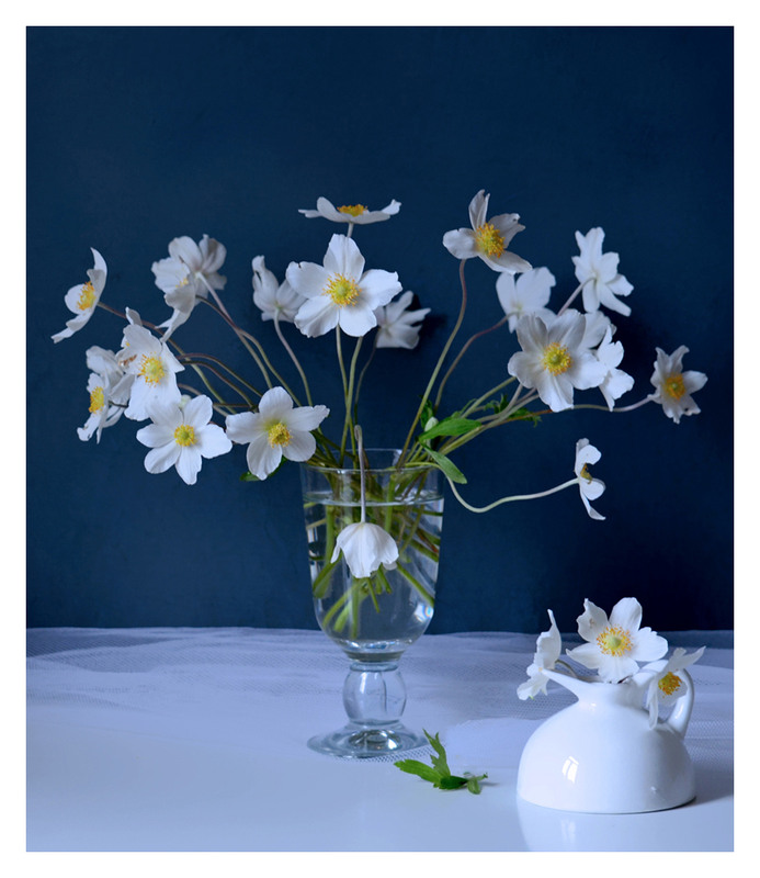 Фотографія Час анемони / Тіна Качалова / photographers.ua