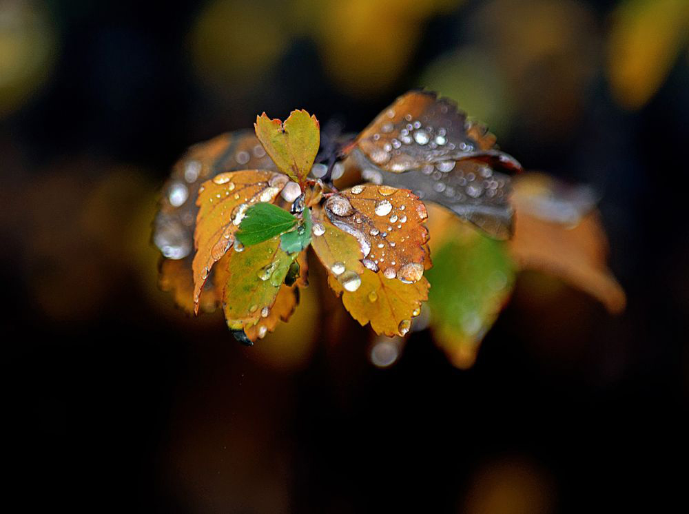 Фотографія Живопис Осені / Тіна Качалова / photographers.ua