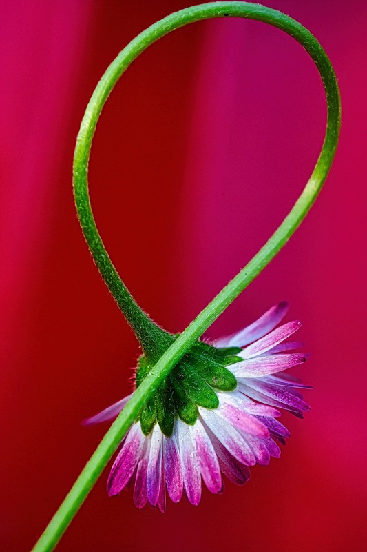 Фотографія chamomile flower / Роман Мирцало / photographers.ua