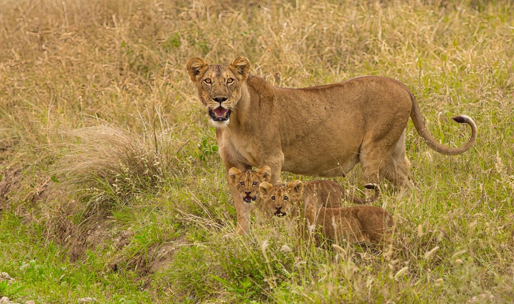 Фотографія Вагітна левиця з синочками... / Роман Мирцало / photographers.ua