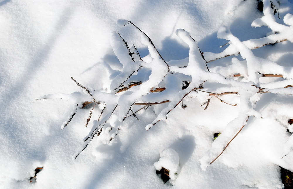 Фотографія ...упав сніг / Вячеслав    Міхєєв / photographers.ua