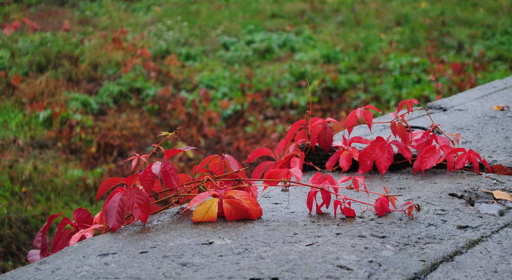 Фотографія Підкрадається осінь / Вячеслав    Міхєєв / photographers.ua
