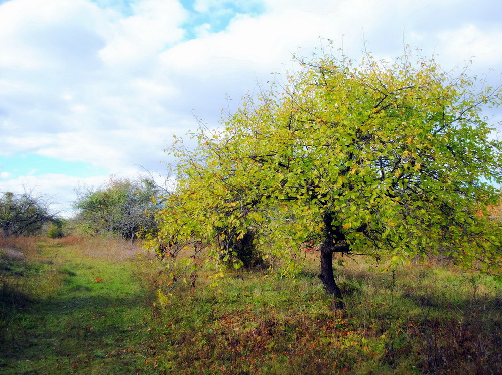 Фотографія Уже осінь ввійшла у мій сад... / Вячеслав    Міхєєв / photographers.ua