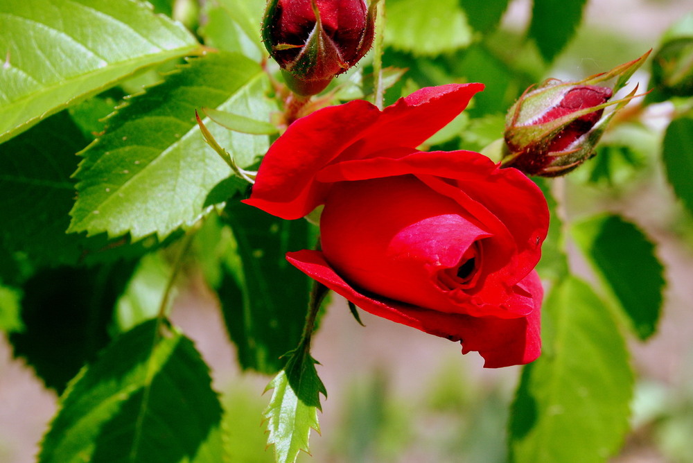 Фотографія Не та роза, що за садом. А та роза що в саду... / Вячеслав    Міхєєв / photographers.ua