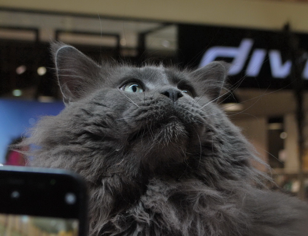 Фотографія В ценирі уваги / Вячеслав    Міхєєв / photographers.ua