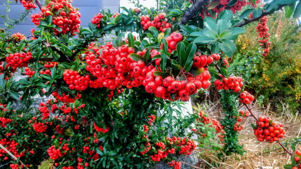 Фотографія Макро / Вячеслав    Міхєєв / photographers.ua