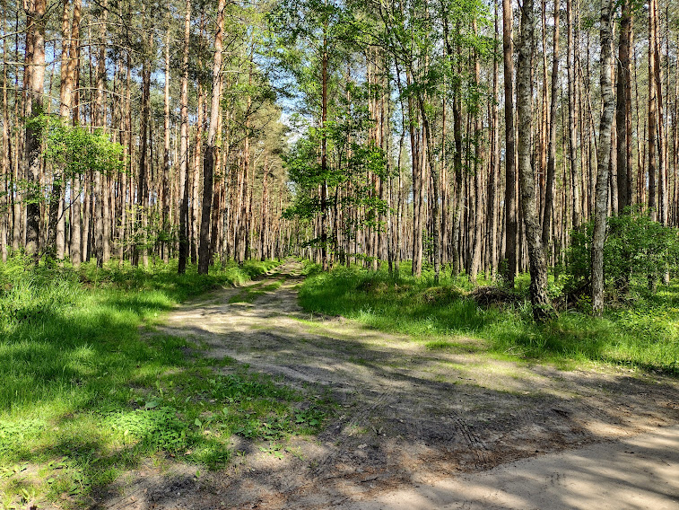 Фотографія Дорога в ліс / Вячеслав    Міхєєв / photographers.ua