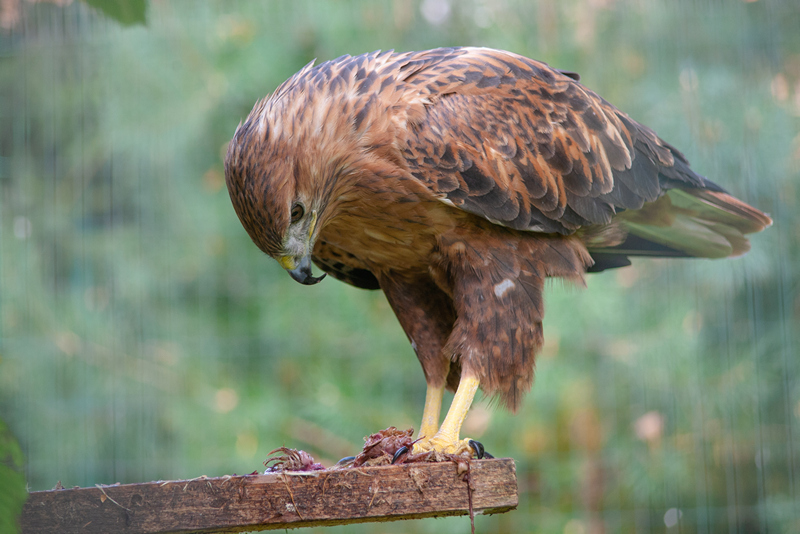 Фотографія Канюк степовий / Сергій Федорук / photographers.ua
