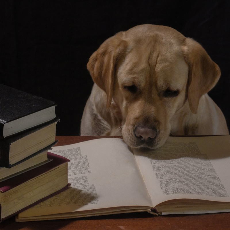 Фотографія Собачье размышления / Юрий Антоненко / photographers.ua