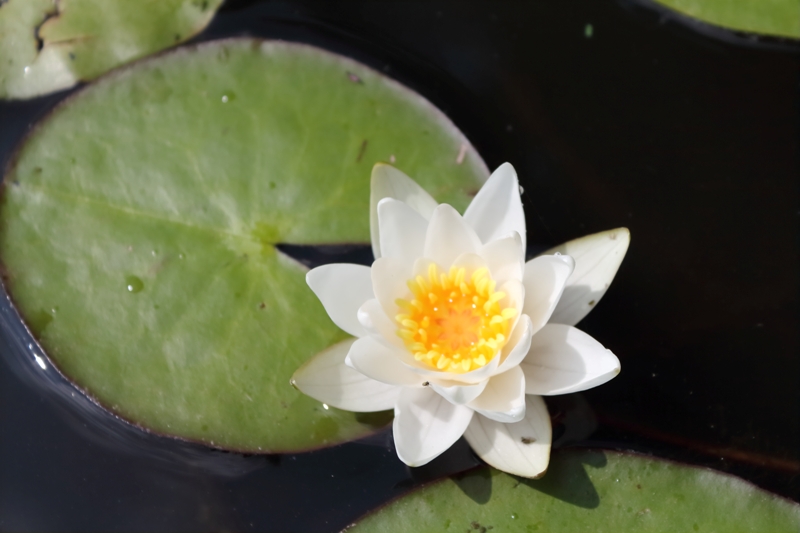 Фотографія Водяна лілія / Andrey Verba / photographers.ua