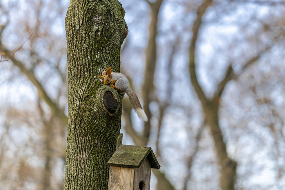 Фотографія Red squirrel / Борис / photographers.ua