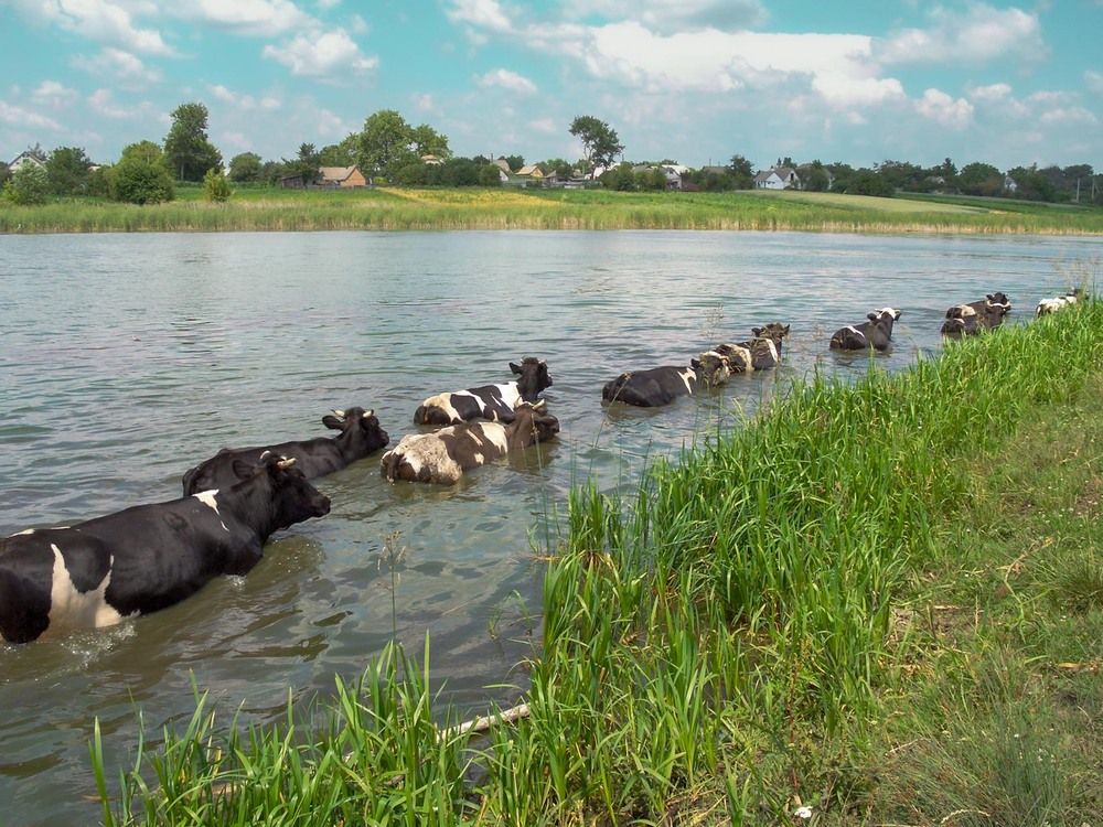 Фотографія Флот імені Зорьки і Рябки / Андрій Макаренко / photographers.ua