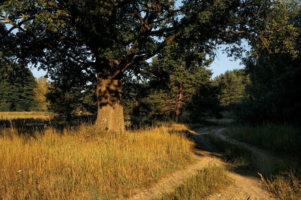 Фотографія Світанки Полісся / Андрій / photographers.ua