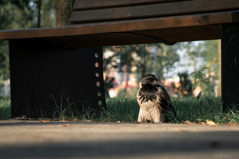 Фотографія Дерева, дерева... мені і під лавкою затишно / Андрій / photographers.ua