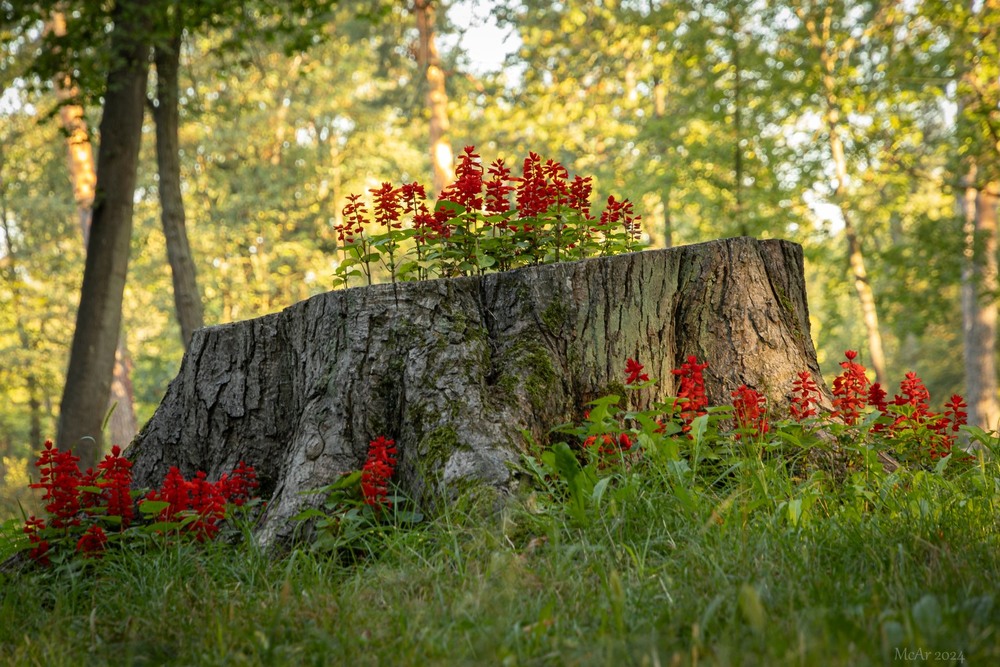 Фотографія І на пеньках розквітнуть квіти, або природна круговерть / Андрій / photographers.ua