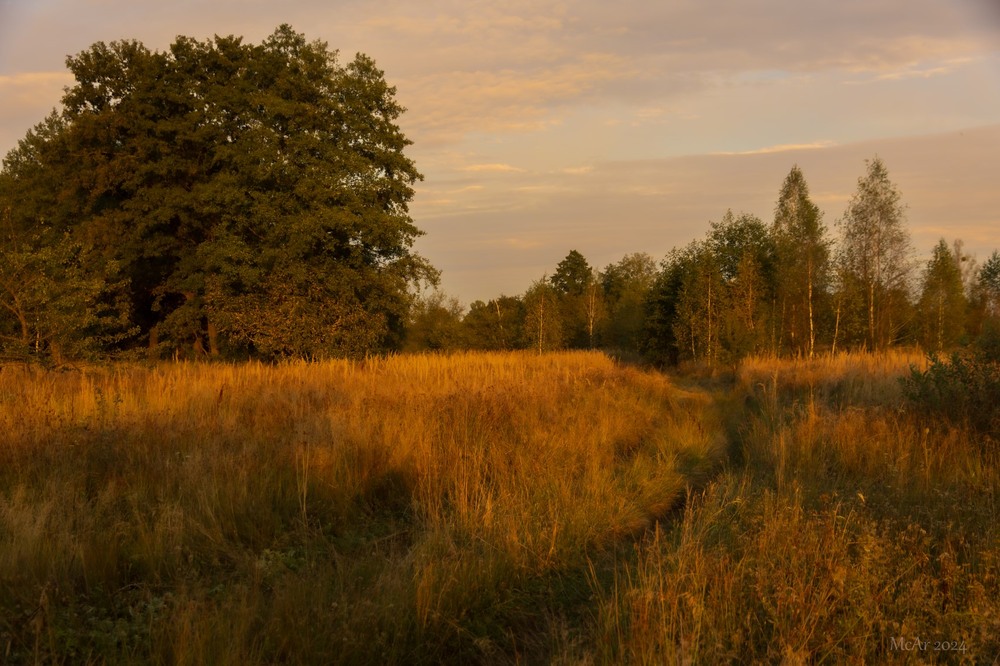 Фотографія Вечірнє Полісся / Андрій Макаренко / photographers.ua