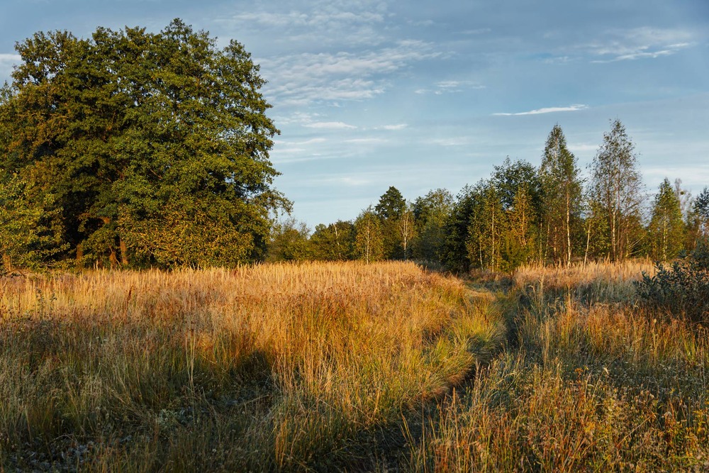 Фотографія Вечірнє Полісся / Андрій Макаренко / photographers.ua