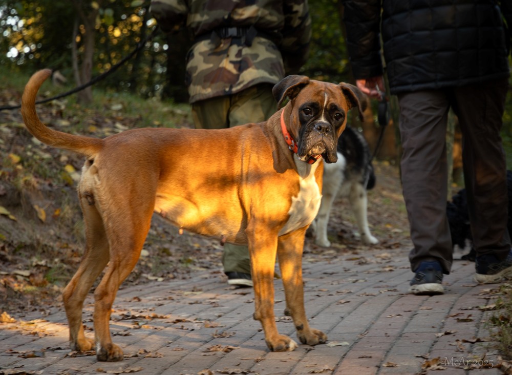 Фотографія А що це ви тут робите, га? / Андрій Макаренко / photographers.ua