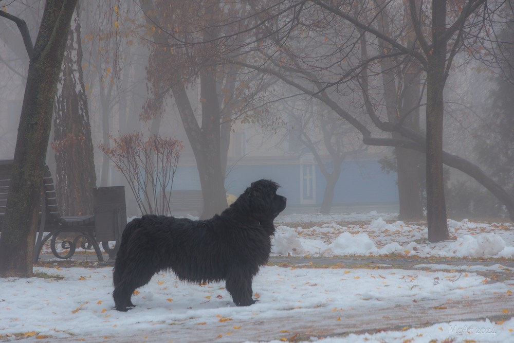 Фотографія Паркові прогулянки / Андрій Макаренко / photographers.ua