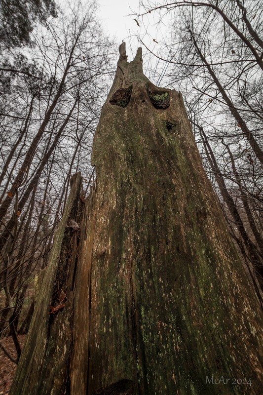 Фотографія Лісовий бабай) / Андрій Макаренко / photographers.ua