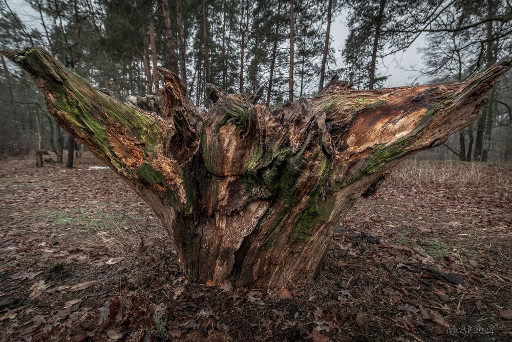 Фотографія Лісовий бабай ІІ / Андрій Макаренко / photographers.ua